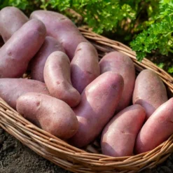 Kartoffel ‘Chérie’ (x25) - Zart, aromatisch, leicht gezogen