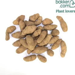 Kartoffel ‘Corne de Gatte’ / ‘Pink Fir Apple’ (x25) - Feiner Salat-Genuss