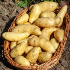 Kartoffeln ‘Ratte’ (x25) - Feiner Nussgeschmack im Beet