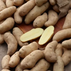 Kartoffeln ‘Ratte’ (x25) - Feiner Nussgeschmack im Beet