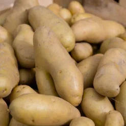 Kartoffeln ‘Ratte’ (x25) - Feiner Nussgeschmack im Beet
