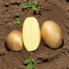 Kartoffel ‘Osiris’ Bio (x25) - Ernte satt aus dem Garten