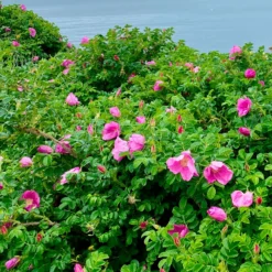 Kartoffelrose ‘Rubra’ - Robuste Rose, dauerblühend