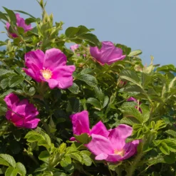Kartoffelrose ‘Rubra’ - Robuste Rose, dauerblühend