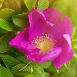 Kartoffelrose ‘Rubra’ - Robuste Rose, dauerblühend