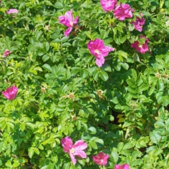 Kartoffelrose ‘Rubra’ - Robuste Rose, dauerblühend
