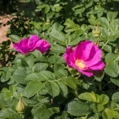 Kartoffelrose ‘Rubra’ - Robuste Rose, dauerblühend