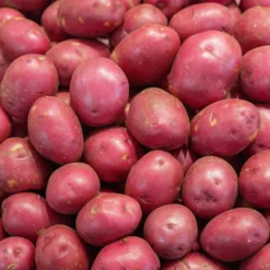 Kartoffel ‘Rouge des Flandres’ (x10) - Rote Ernte, feiner Geschmack
