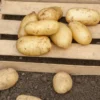 Kartoffel Sirtema - Frühe Ernte, feiner Geschmack