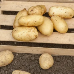 Kartoffel Sirtema - Frühe Ernte, feiner Geschmack