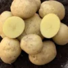 Kartoffel ‘Étincelle’ (x25) - Frühe Ernte ganz einfach