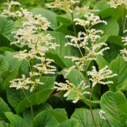Kastanienblättriges Schaublatt - Riesenblätter im Schatten