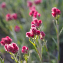 Katzenpfötchen Rubra - Weicher Teppich für die Sonne
