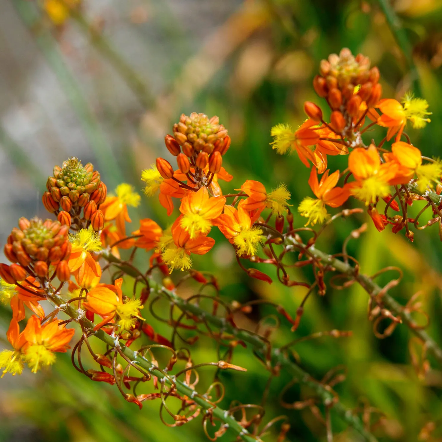 Katzenschwanzpflanze Avera Sunset Orange - Orange Blüten den ganzen Sommer