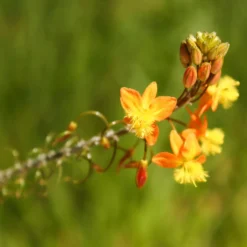 Katzenschwanzpflanze Avera Sunset Orange - Orange Blüten den ganzen Sommer