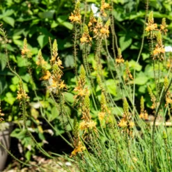 Katzenschwanzpflanze Médicus ® - Gelb den ganzen Sommer