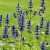 Kaukasische Katzenminze - Blaues Blütenmeer, Bienen satt