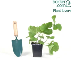 Kaukasisches Vergissmeinnicht - Blaue Blüten im Schatten