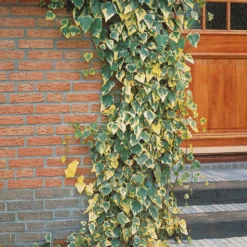 Kaukasus-Efeu ‘Dentata Variegata’ - Immergrün, schnell, dekorativ