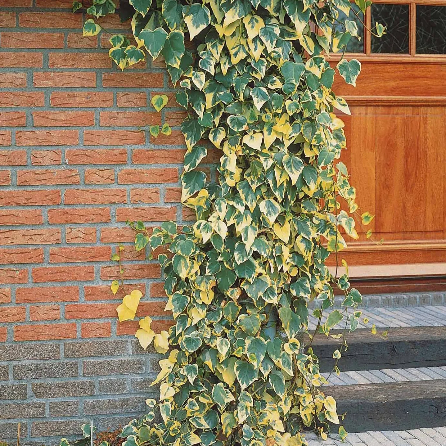 Kaukasus-Efeu ‘Dentata Variegata’ - Immergrün, schnell, dekorativ