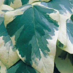 Kaukasus-Efeu ‘Dentata Variegata’ - Immergrün, schnell, dekorativ