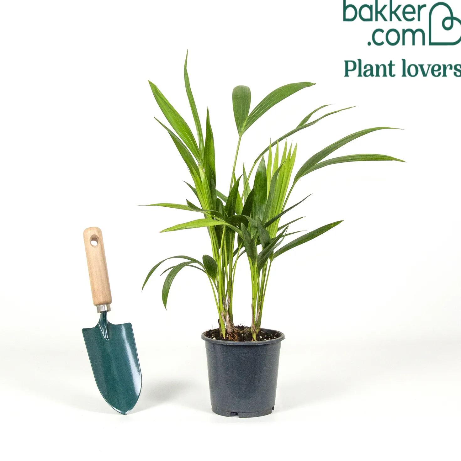 Kentiapalme - Sofort Urlaubsgefühl zu Hause