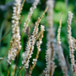 Kerzenknöterich Alba - Weiße Blüten bis Oktober