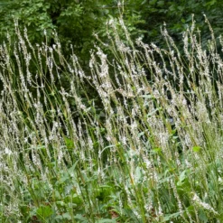 Kerzenknöterich Alba - Weiße Blüten bis Oktober