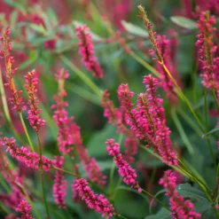 Kerzenknöterich Amethyst Summer - Blüht bis in den Herbst