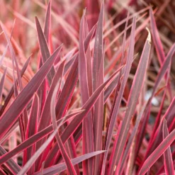 Keulenlilie ‘Festival Raspberry’® - Exotik im Kübel sofort
