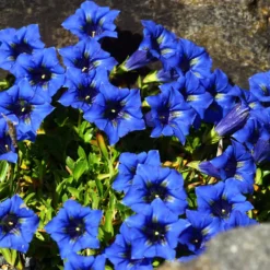 Kiesel-Glocken-Enzian - Leuchtend blau, kaum Pflege