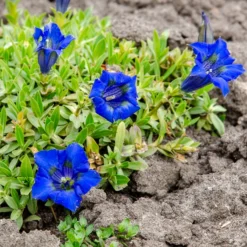 Kiesel-Glocken-Enzian - Leuchtend blau, kaum Pflege