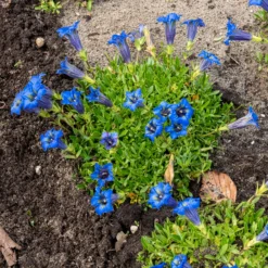 Kiesel-Glocken-Enzian - Leuchtend blau, kaum Pflege