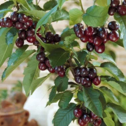 Kirsche Karina - Süße Kirschen frisch vom Baum