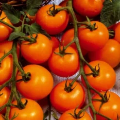 Kirschtomate ‘Sungold’ F1 - Süß wie Bonbons vom Strauch