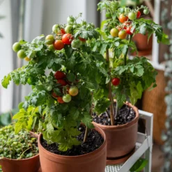 Kirschtomate ‘Tiny Tim’ - Süße Tomaten vom Balkon