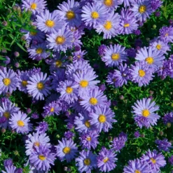 Kissen-Aster Audrey - Farbe im Herbstgarten