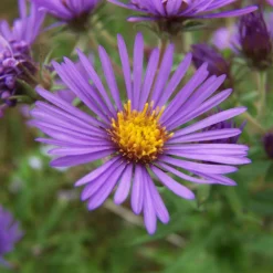 Kissen-Aster 'Augenweide' - Farbe bis in den November