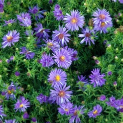 Kissen-Aster 'Augenweide' - Farbe bis in den November