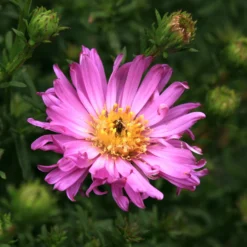 Kissen-Aster 'Herbstgruß vom Bresserhof' - Farbenmeer im Herbst