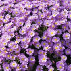 Kissen-Aster 'Herbstgruß vom Bresserhof' - Farbenmeer im Herbst