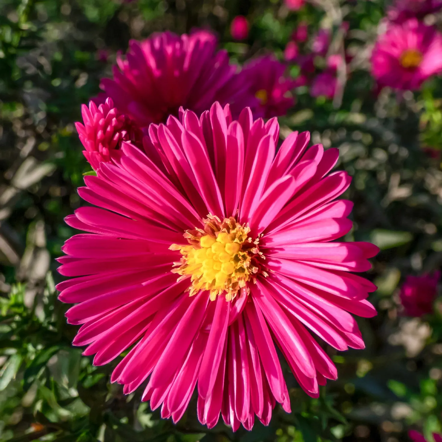 Kissen-Aster 'Jenny' - Farbfeuerwerk im Herbst