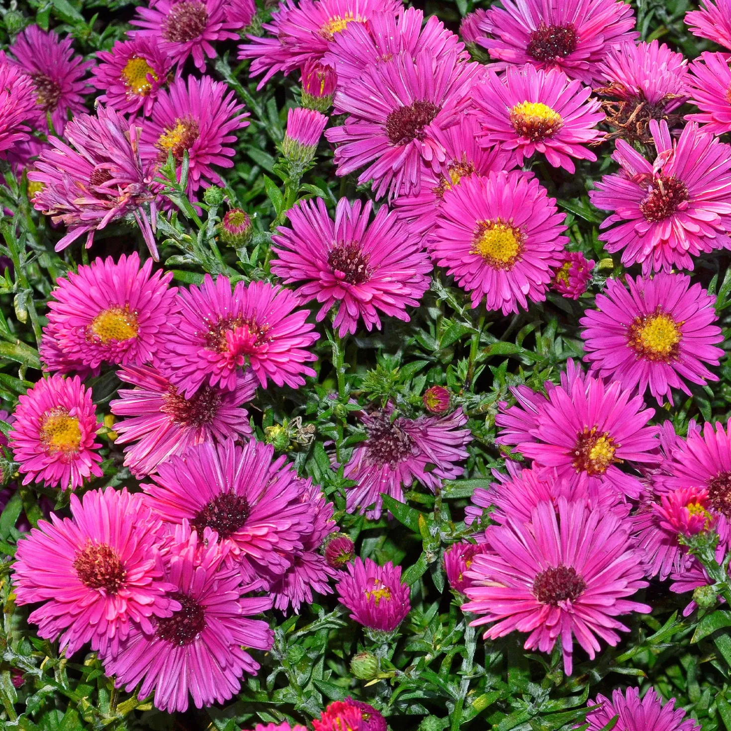 Kissen-Aster 'Jenny' - Farbfeuerwerk im Herbst
