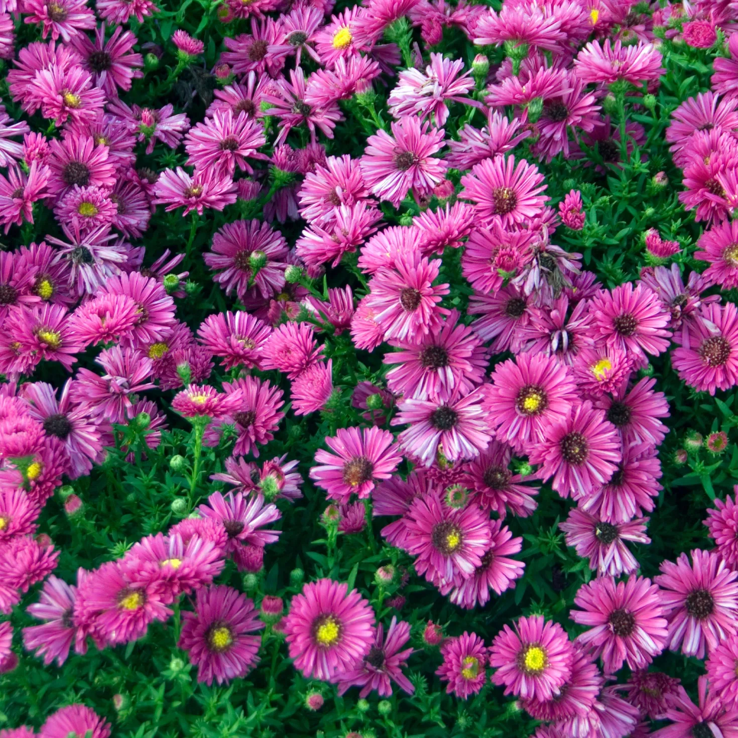 Kissen-Aster 'Jenny' - Farbfeuerwerk im Herbst