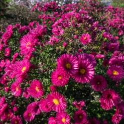 Kissen-Aster 'Jenny' - Farbfeuerwerk im Herbst