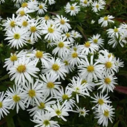 Kissen-Aster 'Kristina' - Weißes Blütenkissen im Herbst