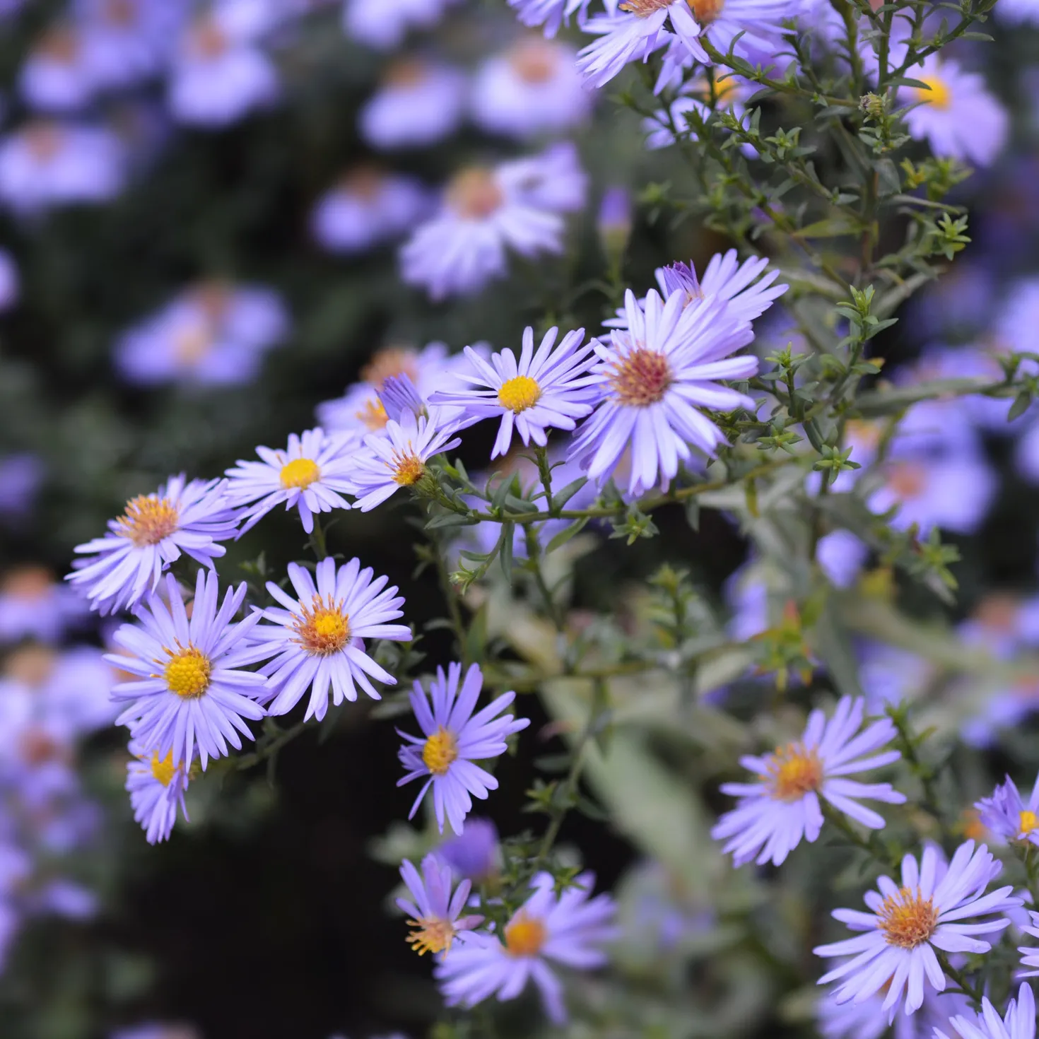 Kissen-Aster 'Professor Anton Kippenberg' - Violetter Herbstteppich