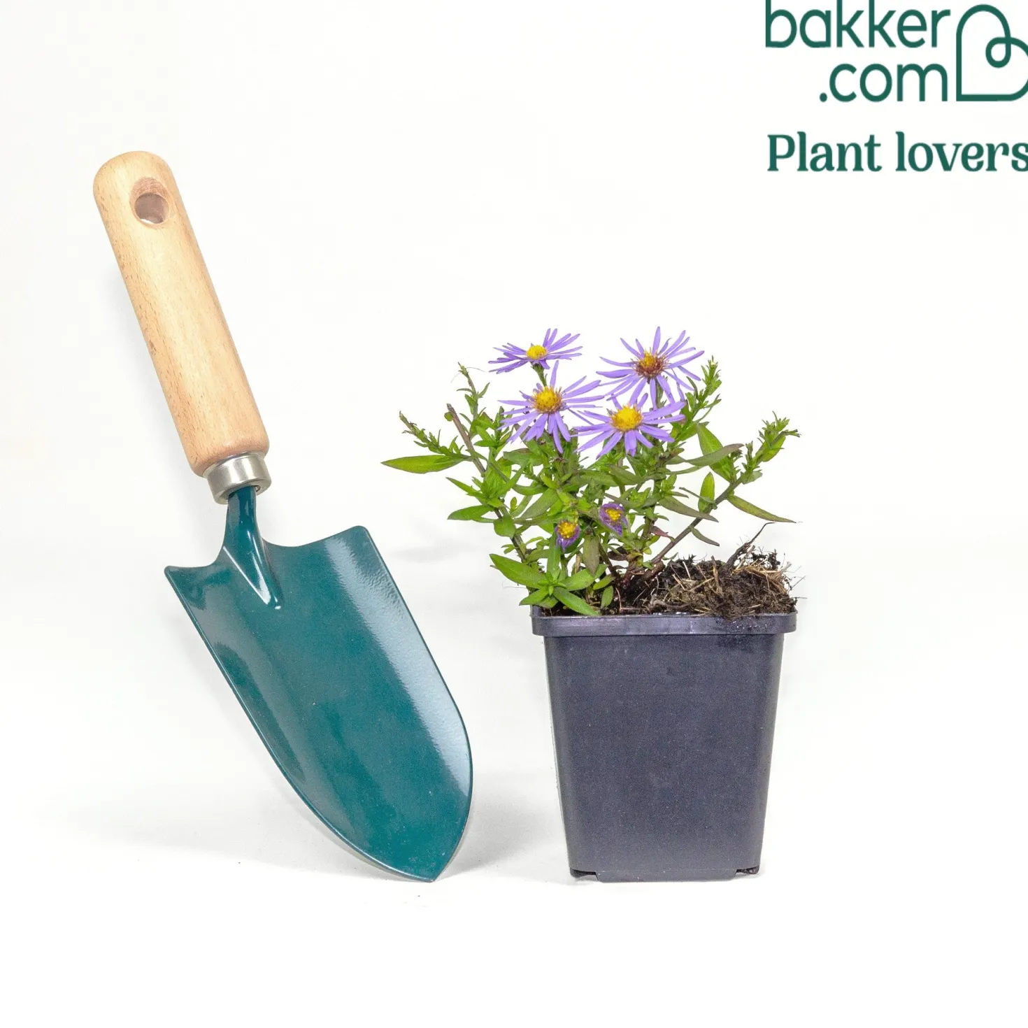 Kissen-Aster 'Professor Anton Kippenberg' - Violetter Herbstteppich