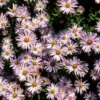 Kissen-Aster 'Silberblaukissen' - Blaues Blütenmeer im Herbst