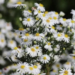 Kissen-Aster Snow Sprite - Weiße Blütenkissen im Herbst